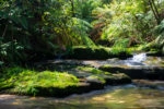 Leura cascades track