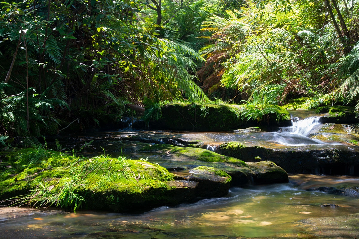 Leura cascades track
