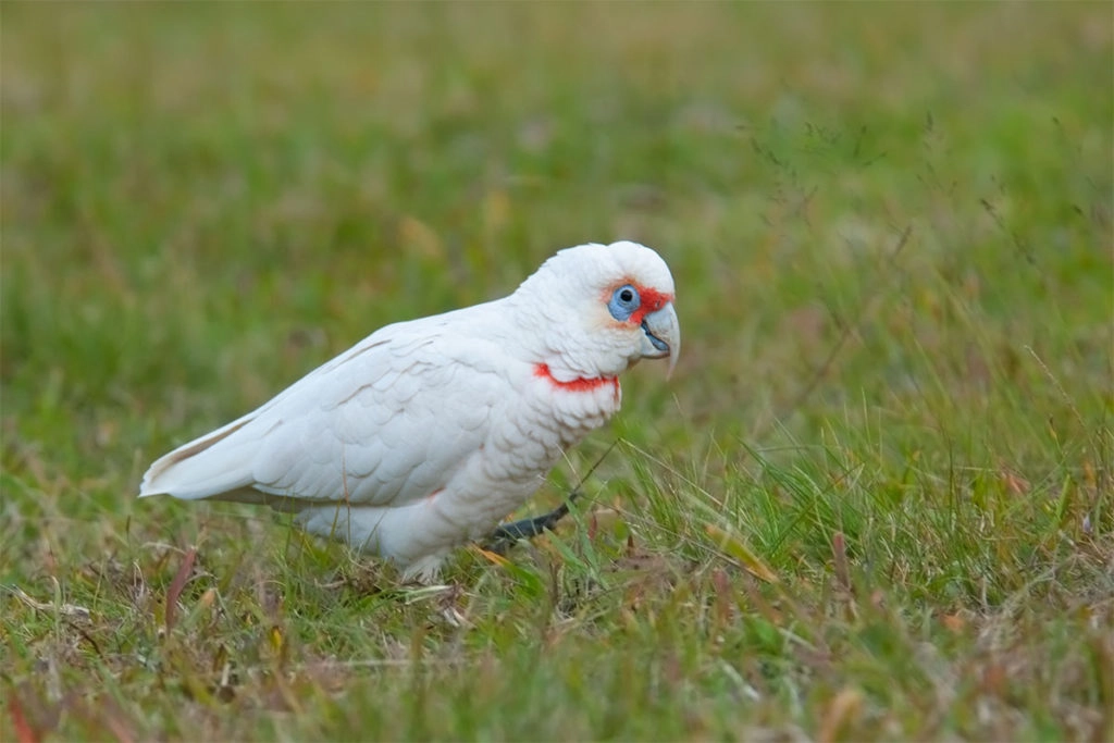 Long-billed corella at Euroka campground