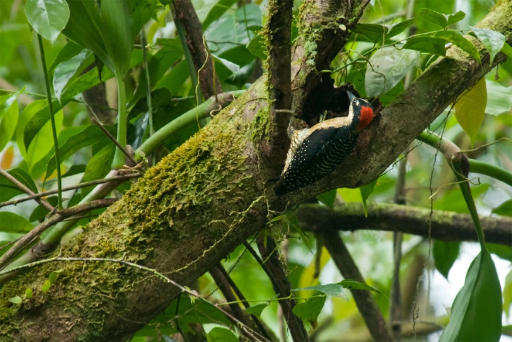 Northern Barred-Woodcreeper at Tirimbina