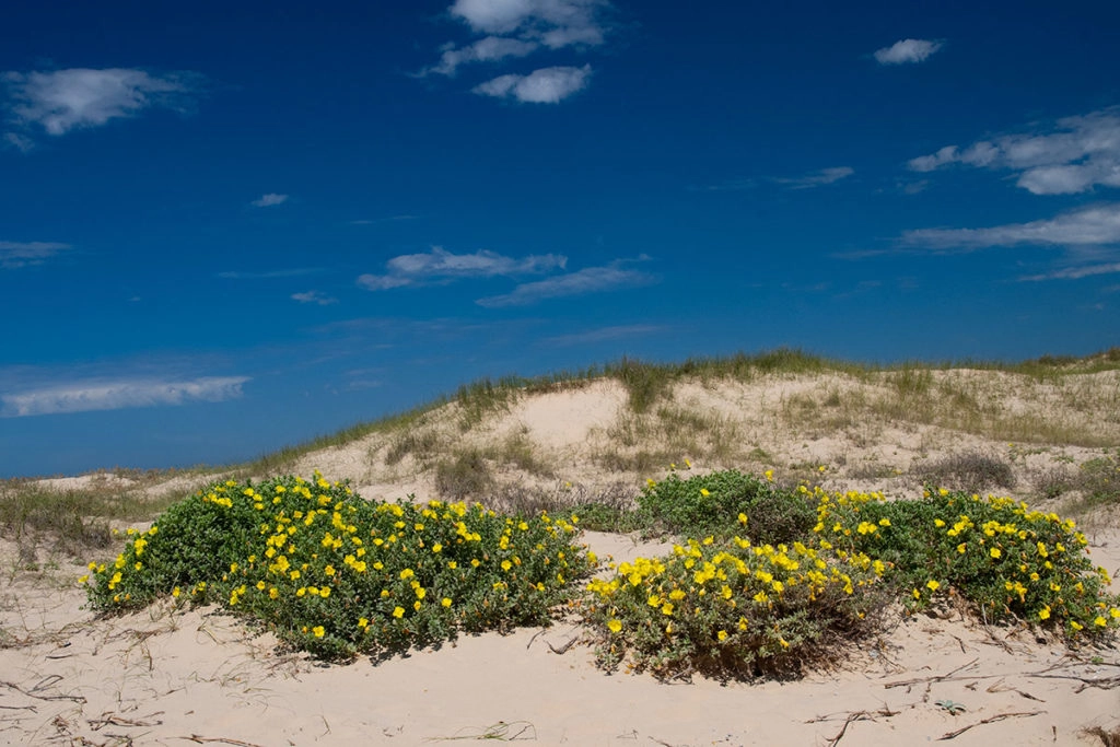 Flowers growing on the sand dunes in Port Stephens