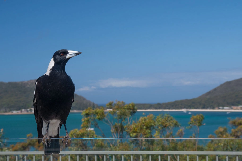 Magpie at Inner Light Tea Rooms, Shoal Bay