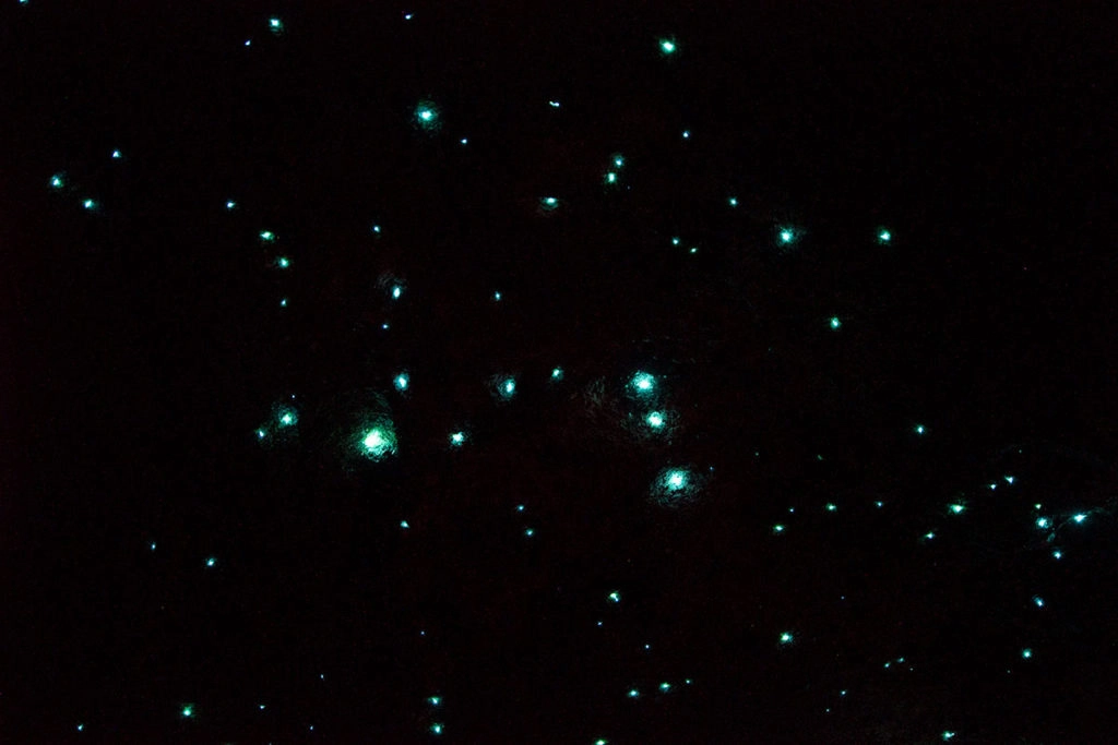 Glow worms Blue Mountains with WildScape Adventures Burralow Creek