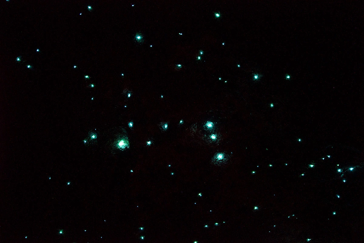 Glow worms Blue Mountains with WildScape Adventures Burralow Creek