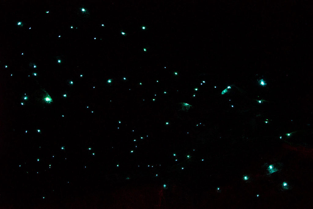 Glow worms Blue Mountains lights up the sky