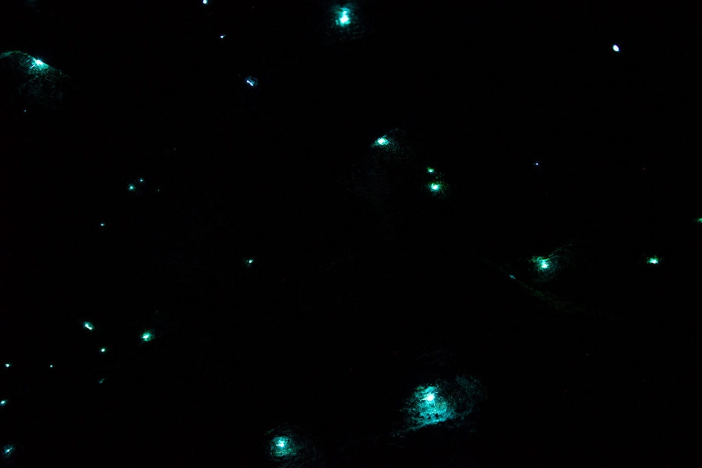 Glow worm tour in the Blue Mountains with WildScape Adventures