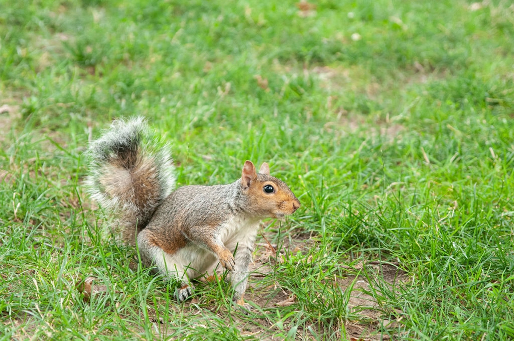 Eastern grey squirrel in Central Park