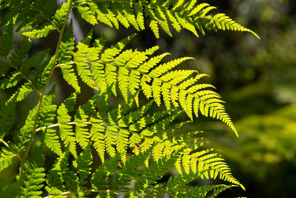 Fern leaves