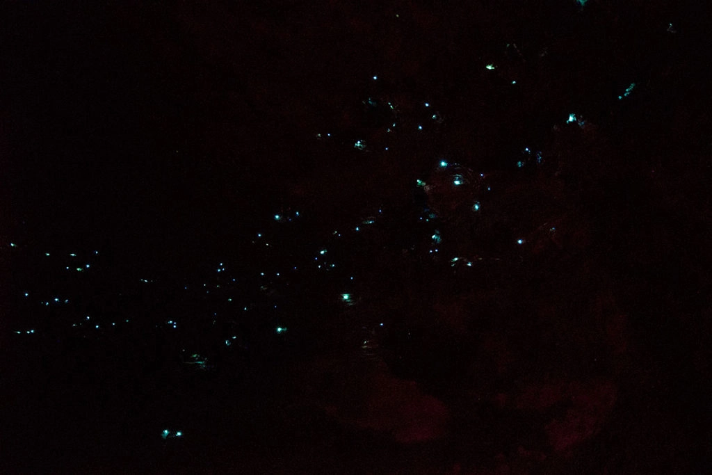 Glow worms at Horseshoe Falls Hazelbrook