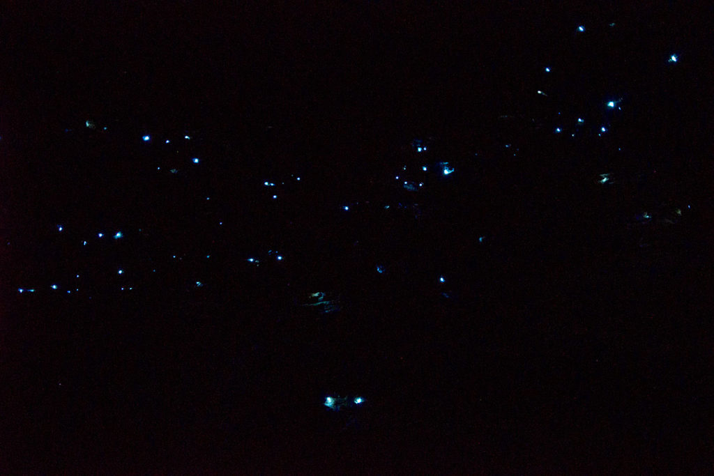 Glow worms at horseshoe falls, blue mountains