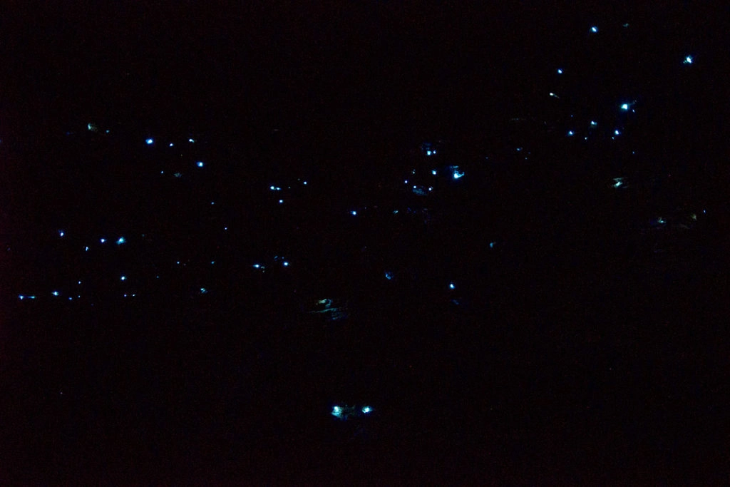 Glow worms blue mountains