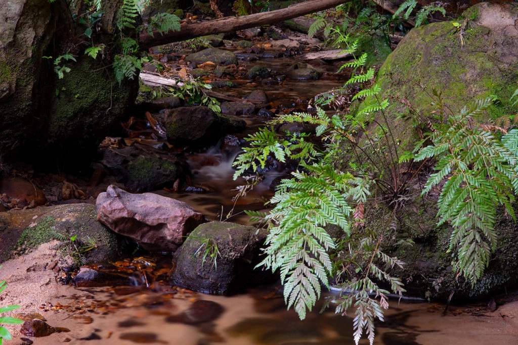 Creek on the bottom of the Grand Canyon, Blue Mountains