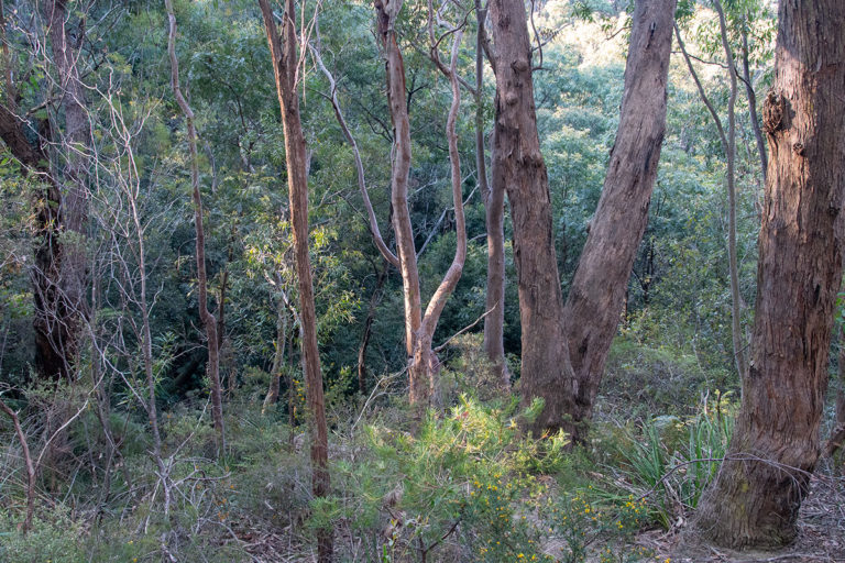 Glow worms and Waterfalls of Horseshoe Falls Walking Track in Hazelbrook