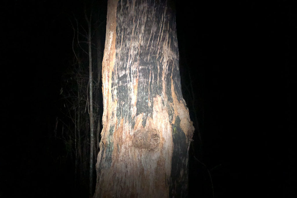 Charred tree trunk