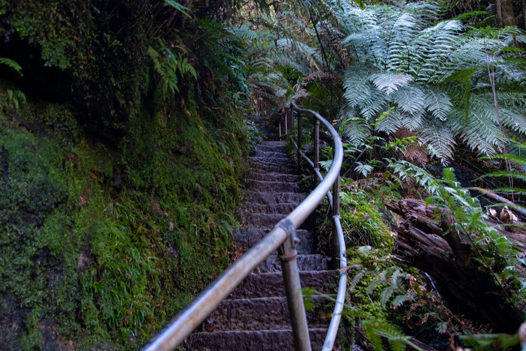 Stairs on the trail towards Neates Glen