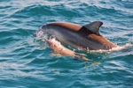 Dolphins in Port Stephens