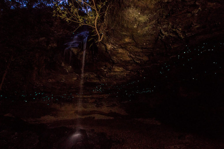 Finding Fireflies and Glow Worms in the Blue Mountains