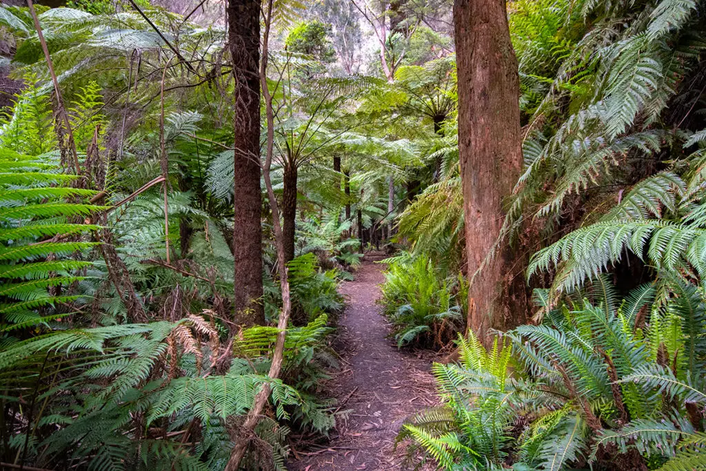 canyon along glow worm tunnel track