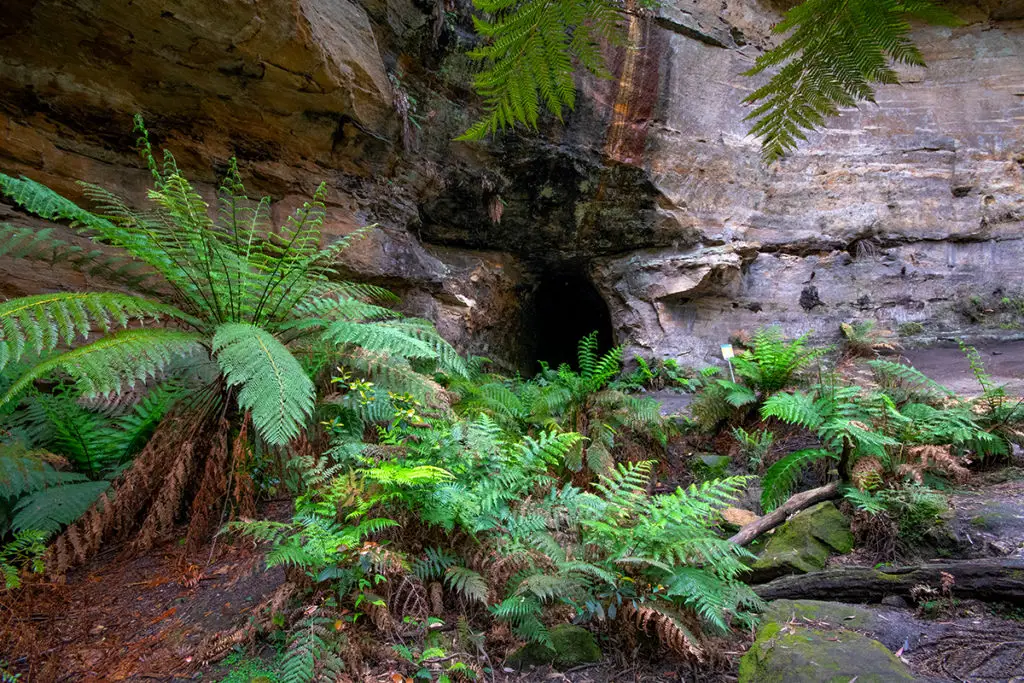 entrance to the glow worm tunnel