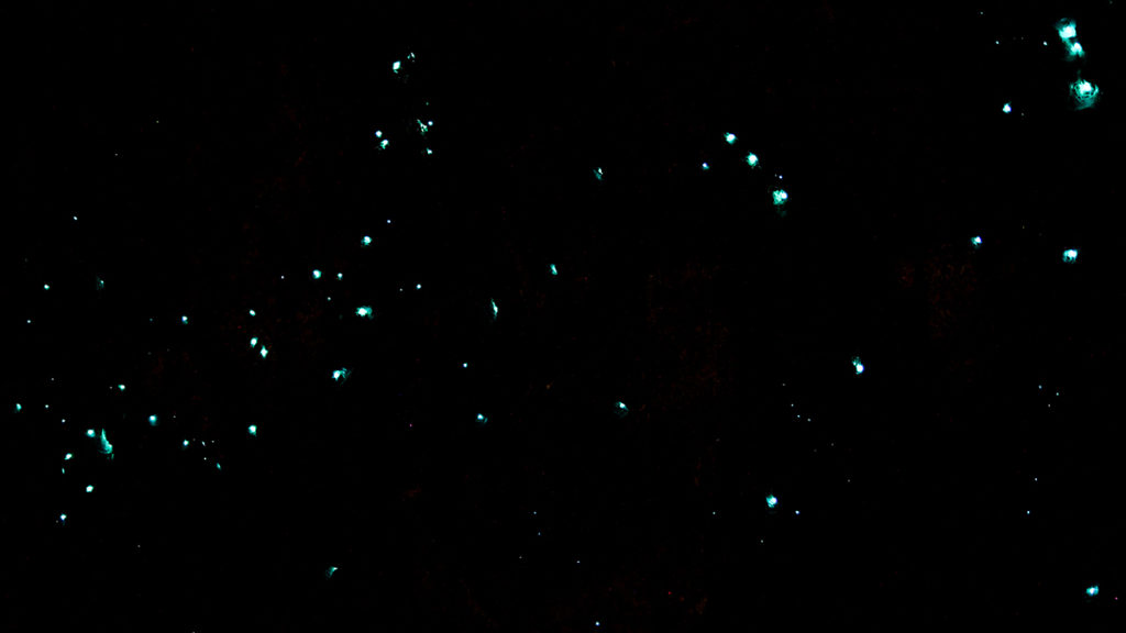 glow worms in lithgow glow worm tunnel