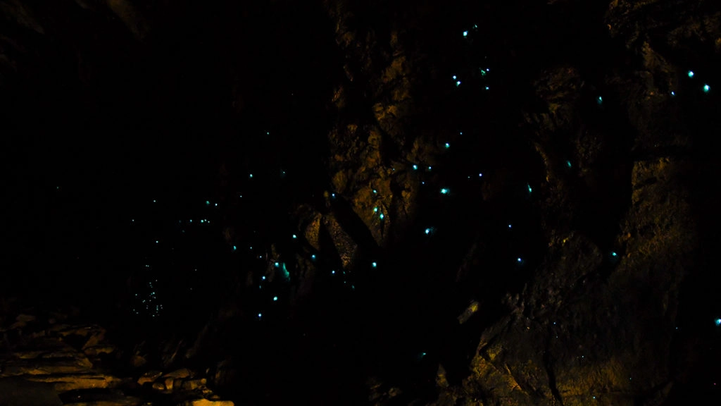 glow worms of lithgow glow worm tunnel