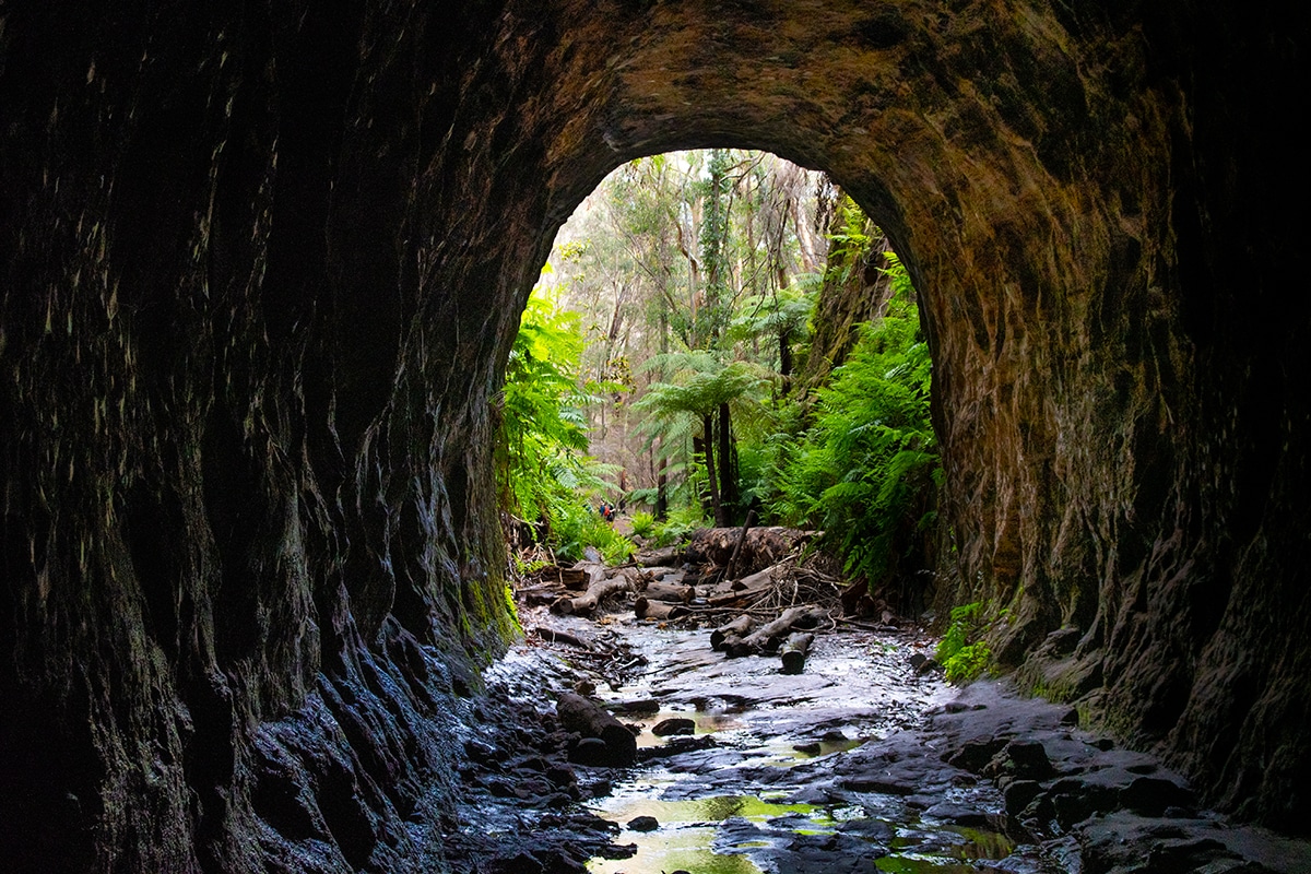 Lighgow glow worm tunnel in the Blue Mountains