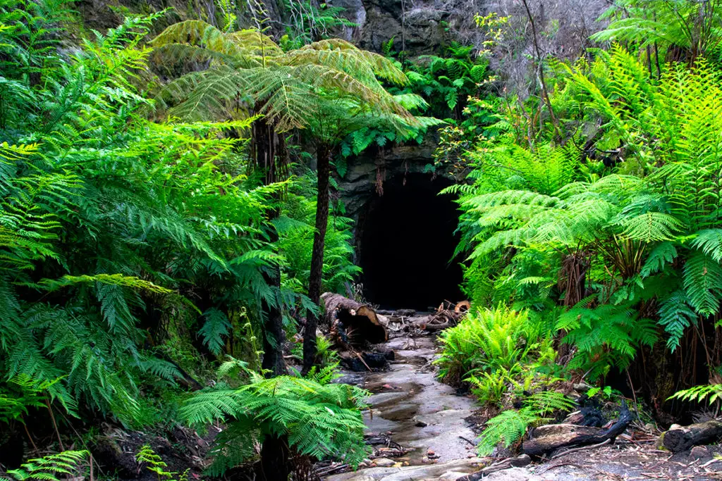 Entrance to Lighgow glow worm tunnel