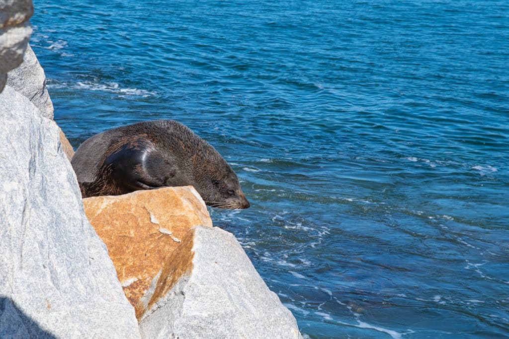 Australian fur seal in Narooma