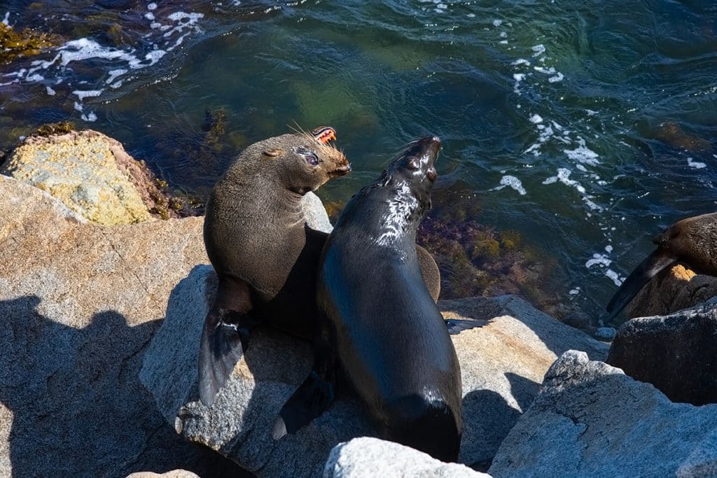 Seals in Narooma