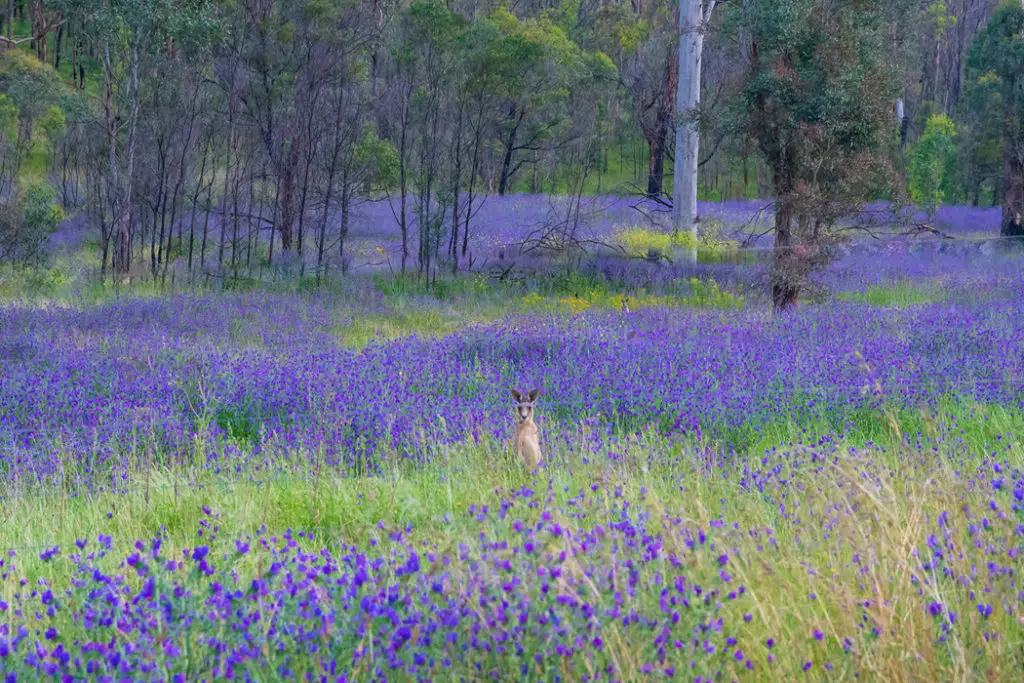 Eastern grey kangaroo in wolgan valley