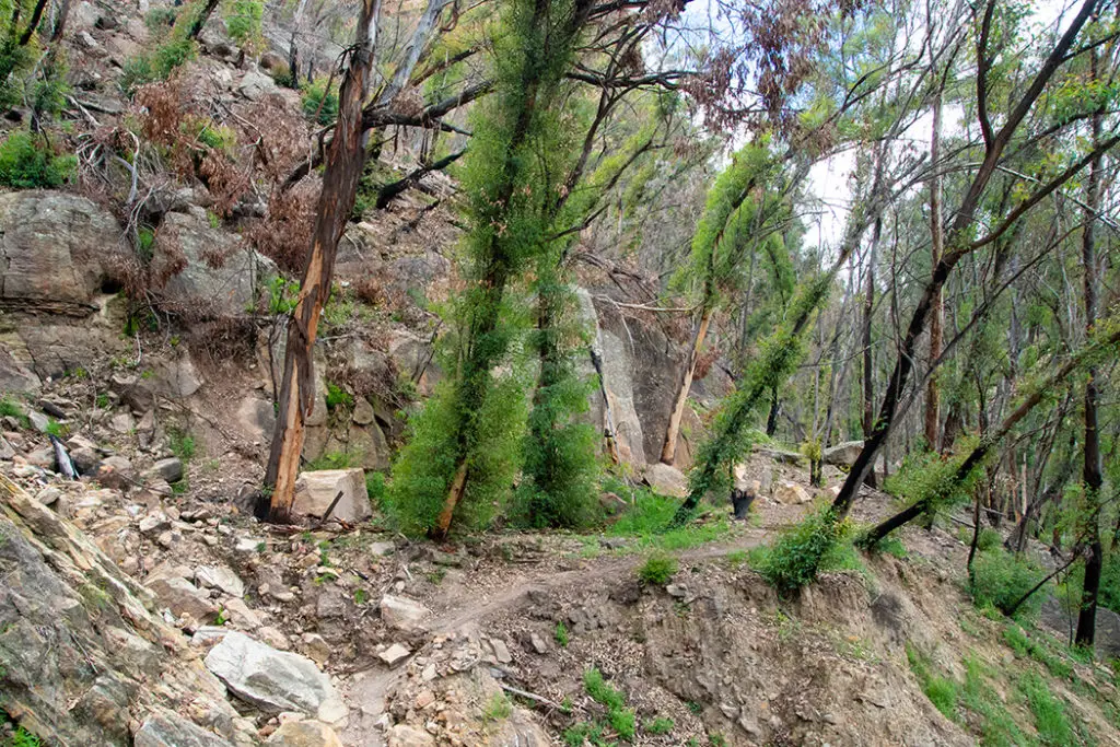 Glow worm tunnel track
