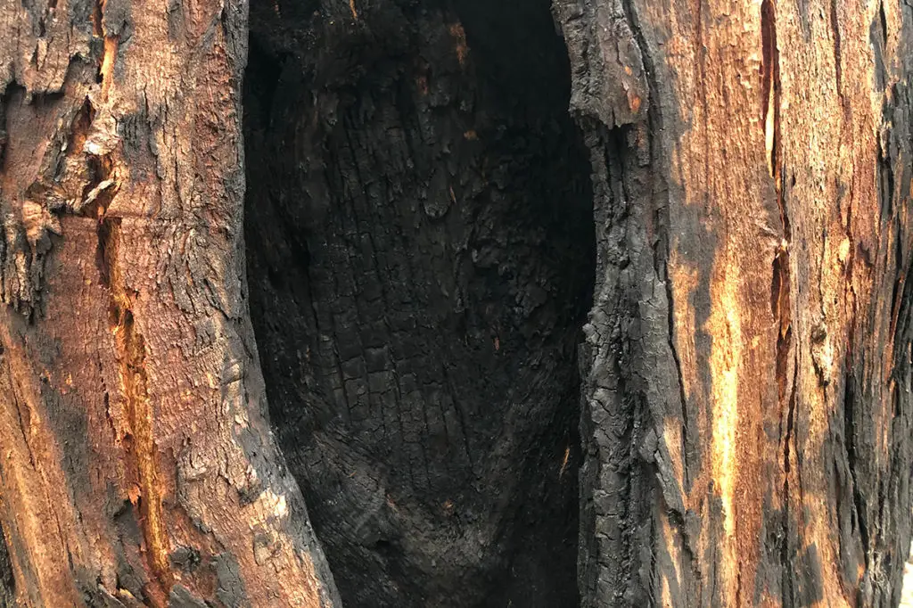Eucalypt tree burned out from the inside