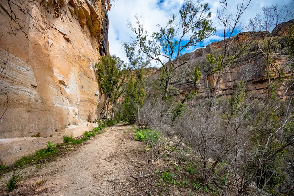 Ferns in the canyon along lithgow glow worm tunnel track