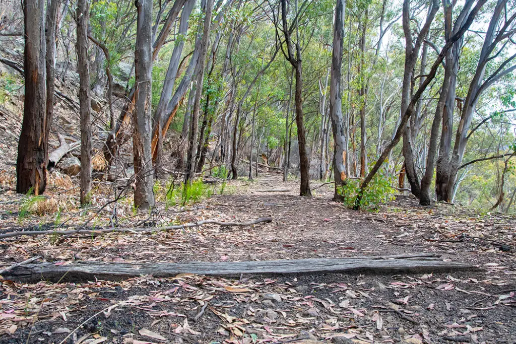 Remnants of the Newens railway along the trail