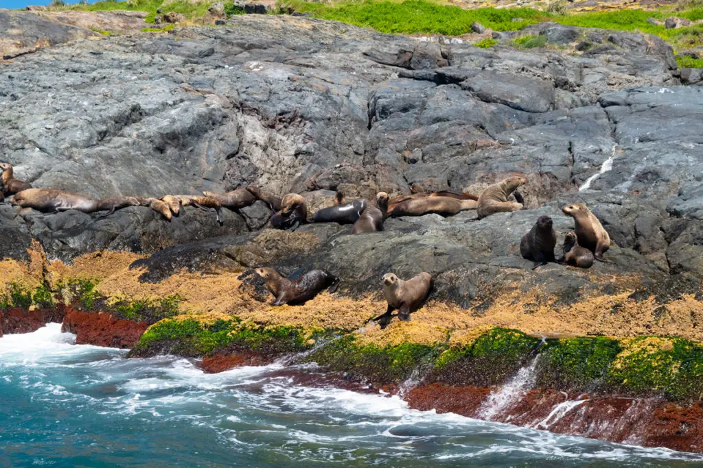 Seal colony at Montague Island