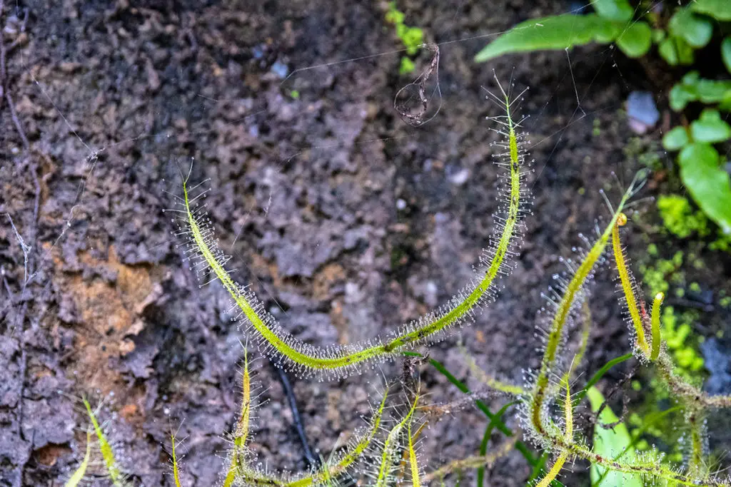 Death trap - Sundew carnivorous plant