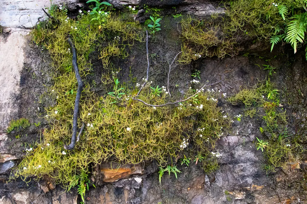Sundew carnivorous plant in Wollemi NP
