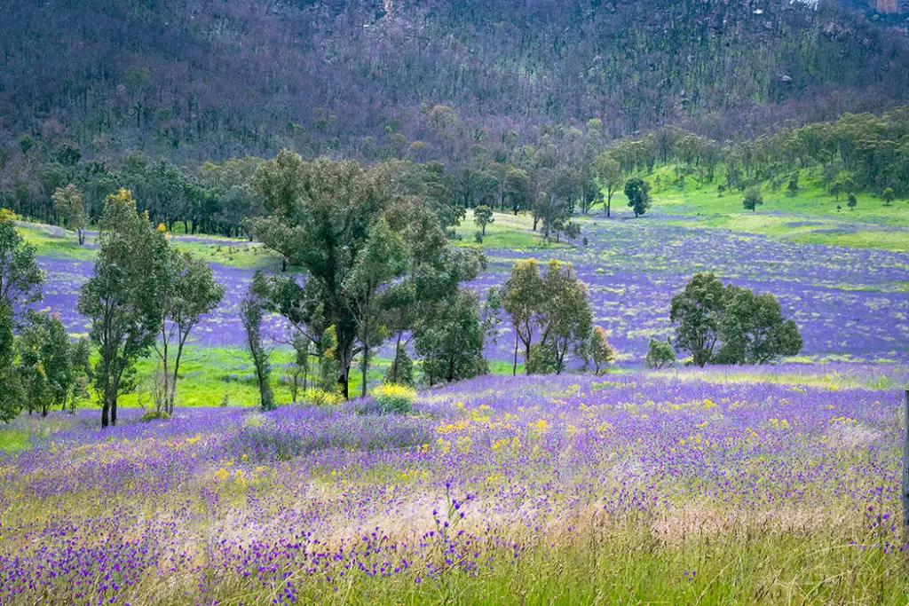 Wolgan Valley blanketed in Paterson's curse