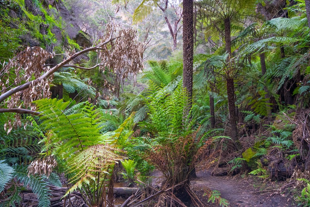 Ferns in the canyon along lithgow glow worm tunnel track