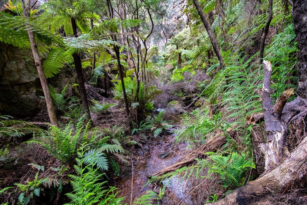 Canyon vegetation on glow worm tunnel track