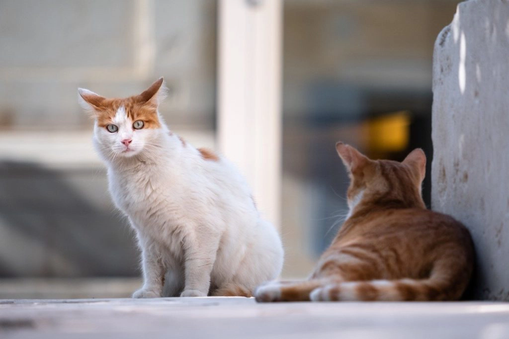 Free-roaming cats in the city