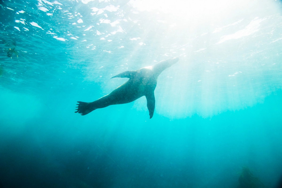 swimming with seals in Narooma