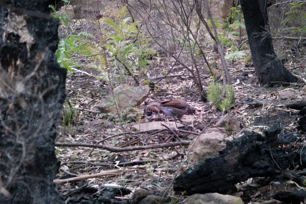 Lyrebird on Pagoda Track Wollemi National Park