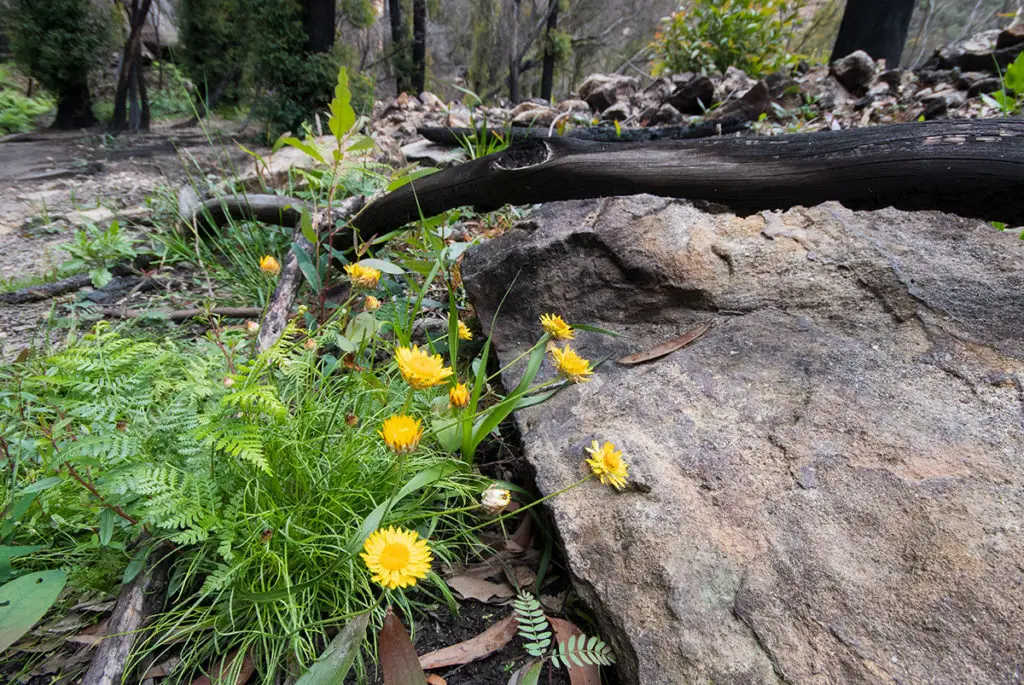 Pagoda daisy along Lithgow glow worm tunnel track
