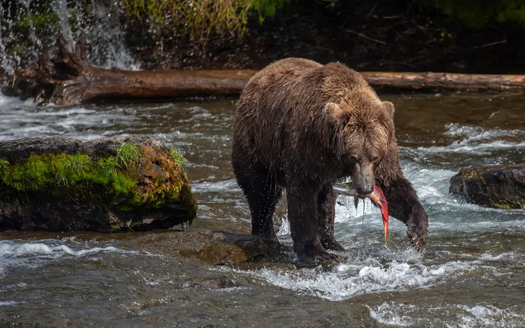 National Parks of Alaska - Katmai National Park