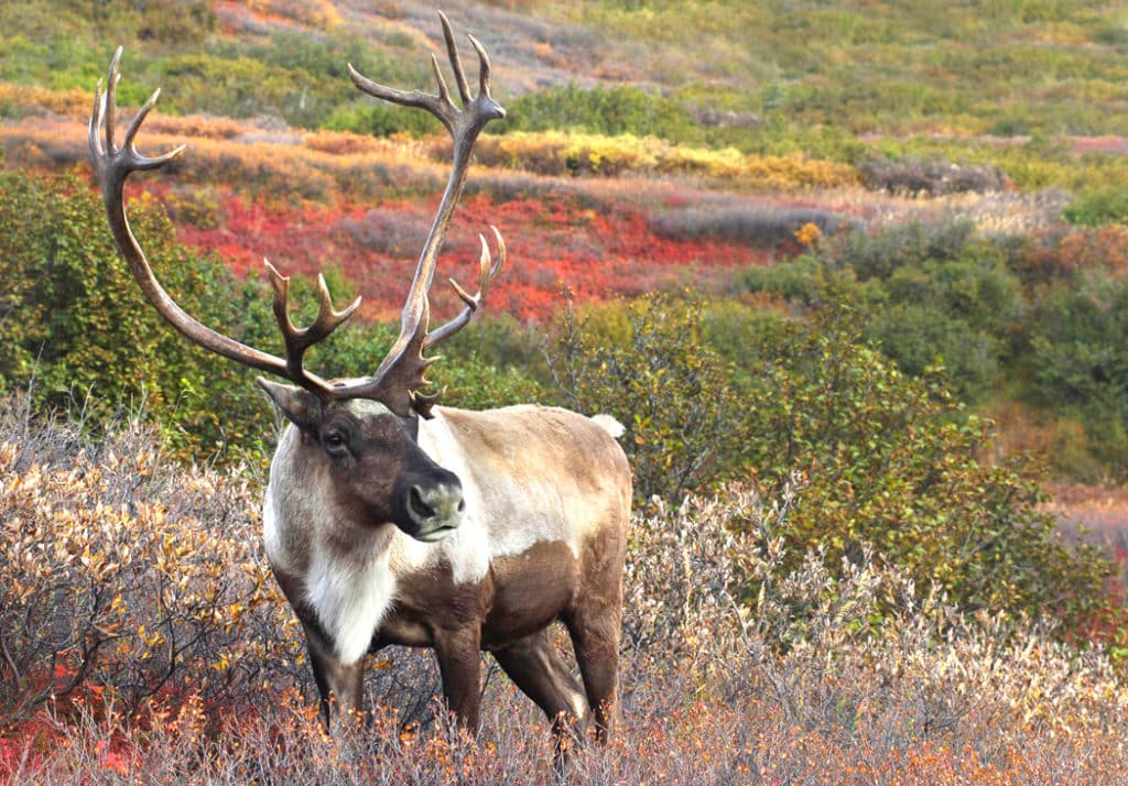 wildilfe of National Parks in Alaska -Caribou 