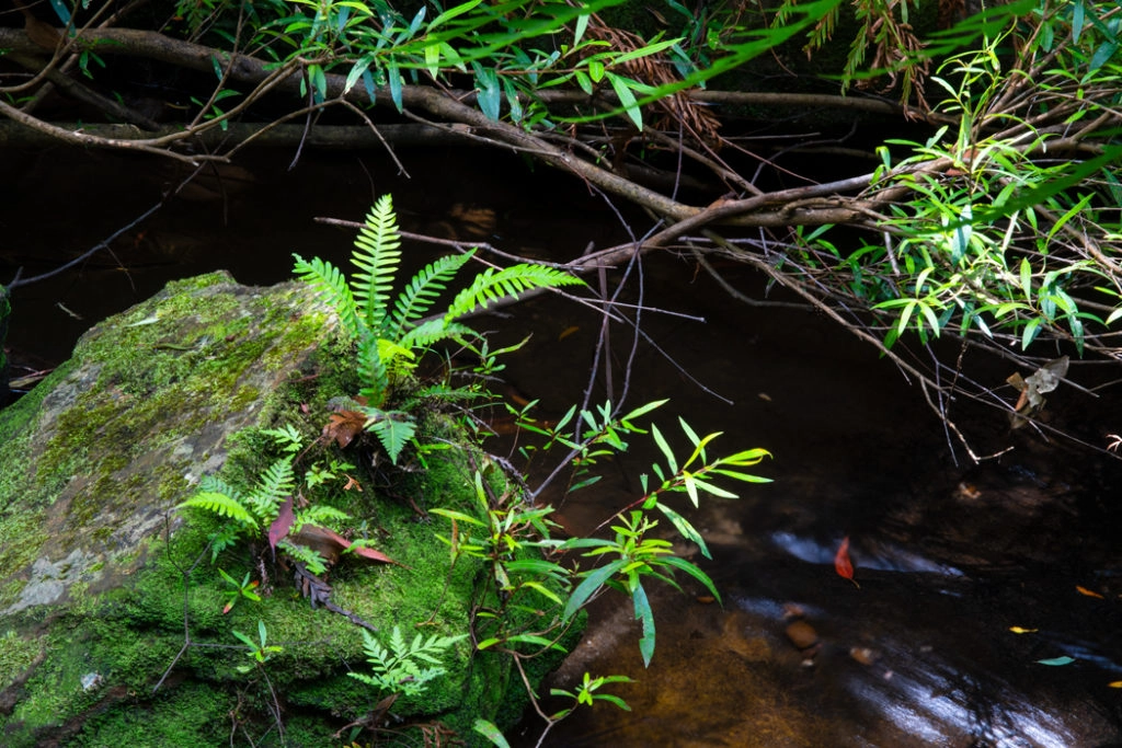 Cataract creek lawson