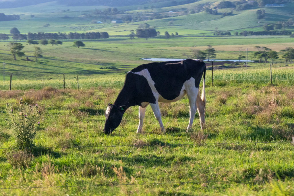Kangaroo Valley cow