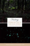 glow worms and fireflies blue mountains