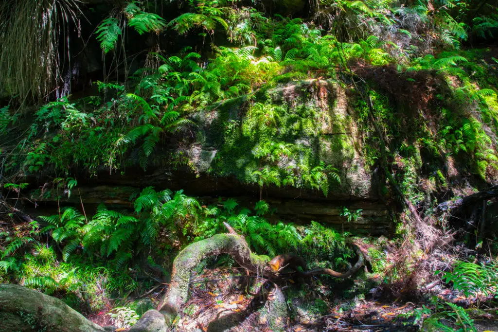 Moss covered rocks along South Lawson Waterfall Circuit Walk